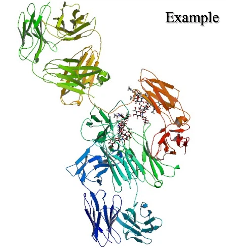 แอนติบอดี monoclonal panitumumab สำหรับมะเร็ง